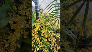 Orquídea Oncidium Sphacelatum plantasdecasa orquideas orchid flowers flores garden jardim [upl. by Elocaj]