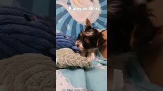 Puppy vs Shark puppy biewerterrier biewer youtubeshorts youtubedogs pupfluencer doglover [upl. by Lladnew]