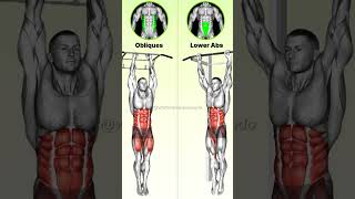 ABS Workouts EXPLAINED KNOW the DIFFERENCE for Better Core Training [upl. by Fletcher]