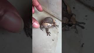 boing boing funny frog Part 5  HD Frog [upl. by Habas]