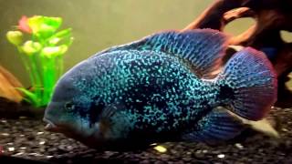 Vieja Zonatus  Large Cichlid [upl. by Ellemrac]