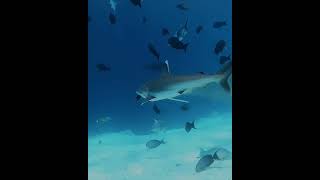 Predator Lessons Silver Tips amp Tiger Sharks in Action🔥🦈🌊shorts shortsfeed shortvideo viralvideo [upl. by Keg]