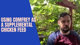 Using Comfrey as Supplemental Chicken Feed [upl. by Nirrej846]