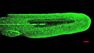 Zebrafish lateral line migration [upl. by Marras]