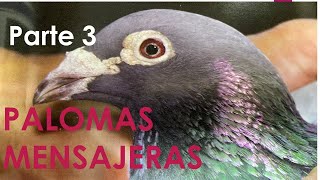 Palomas Mensajeras PARTE 3 Entrenamiento [upl. by Ebneter]