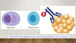 L53 The developmental stages of BcellsAdaptive Immune System Part 2 [upl. by Sone888]