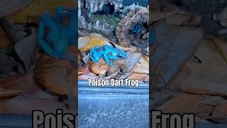 Poison Dart Frog🐸 poisondartfrog dartfrog frog frogs amphibian animals fyp [upl. by Lokim]