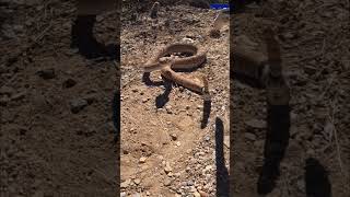 Western Diamondback Rattlesnake snake [upl. by Zawde]