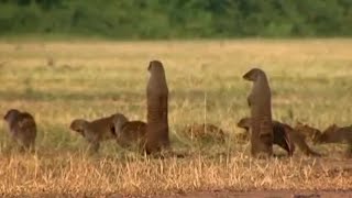 Gang Warfare for the Mongoose Mob  Banded Brothers  BBC Earth [upl. by Michell]