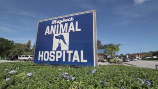 Maybeck Animal Hospital  Short  West Melbourne FL [upl. by Sukhum]