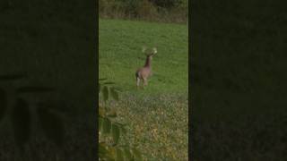 What’s the furthest shot you’ll take on a whitetail deer bowhunting archery shorts [upl. by Nosila78]