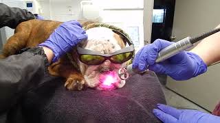 French Bulldog Deep Pyoderma Laser Therapy Dr Kraemer Vet4Bulldog Bully Specialist [upl. by Zins899]