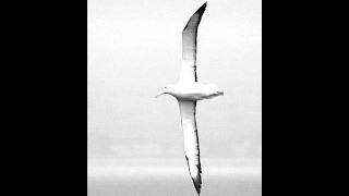 Baudelaire  Merini  Albatros [upl. by Amlet]