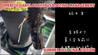 OPERCULICARYA PACHYPUS ROOTING MANAGEMENT SUMMER 2022 FINAL EDITION [upl. by Suriaj283]