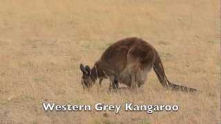 Kangaroos and Commensalism [upl. by Padriac]