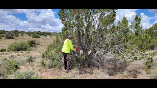 Tree Cutting for the Fence line [upl. by Tnerual]