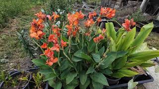 Tropical marsh plants Cannas  Canna × generalis  hybrid canna lilies Curcuma and Caladium 4K [upl. by Danziger572]