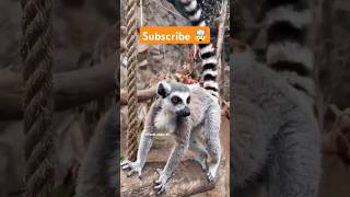 Lemur Animal 🤯 shorts factsinhindi facts factshorts dadajifacts lemur animal fact [upl. by Flint]