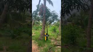 Exploring the River Bafo location at Ejisu in Ghana 🇬🇭 VisitGhana [upl. by Akinna130]