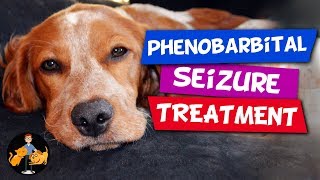 Phenobarbital in Dogs  the Best Epilepsy and Seizure Treatment  Dog Health Vet Advice [upl. by Odnumde]