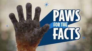 Carfax Paws for facts [upl. by Einot]