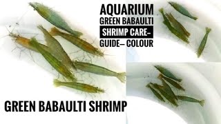 GREEN BABAULTI SHRIMP  GREEN AQUARIUM SHRIMPS  AQUARIUM SHRIMPS  CARDINA SHRIMP [upl. by Gasparo725]