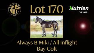 Lot 170 Always B Miki  All Inflight Colt [upl. by Hagerman]