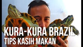 Tips Kasih Makan Kurakura Brazil pelihara kurakura [upl. by Corenda]