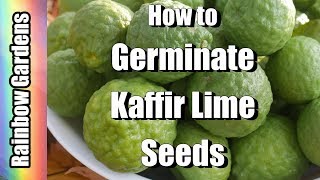 How to Germinate Kaffir Lime and Citrus Seeds [upl. by Aliuqahs]