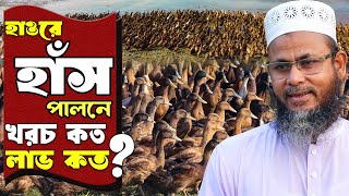 হাওরে হাঁস পালন  ভাগ্য ফিরছে মসজিদের খতিব সাইফুলের  হাঁস পালন পদ্ধতি  Duck farming Safollo Kotha [upl. by Delano]