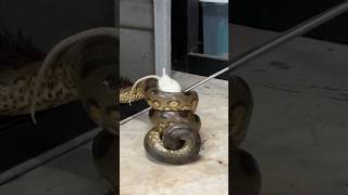 Hungry Anacondas short shorts nature animal wildlife anaconda reptiles snake [upl. by Maddis]