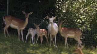 Swisslos Wildpark Mühletäli Olten SO [upl. by Sille]