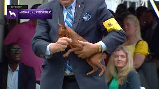 Miniature Pinschers  Breed Judging 2022 [upl. by Arenahs]