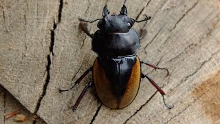 Odontolabis femoralis femoralis  Hirschkäfer  Stag Beetle [upl. by Aduh]