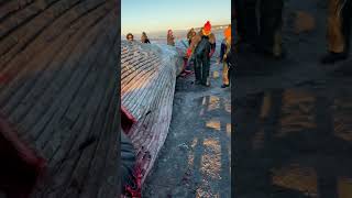 50ft beached Fin whale on the coast of Anchorage Alaska [upl. by Geerts378]