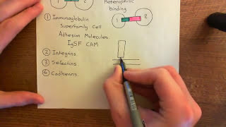 Integrins Part 2 [upl. by Adnorahc53]