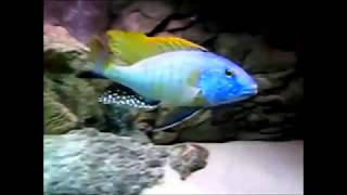 Ciclídeo  Buccochromis Rhoadesii [upl. by Ultann]