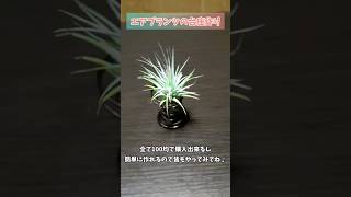 【全て100均】エアプランツ＆アルミワイヤー台座を作って手軽に植物を楽しもう♪ [upl. by Portingale]