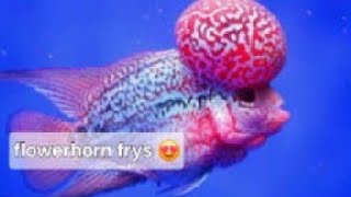 flowerhorn frys available minimum order 100pc good quality🤩 [upl. by Aillemac]