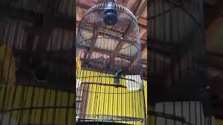 CEPAT GACOR BURUNG KU3 [upl. by Lemraj]