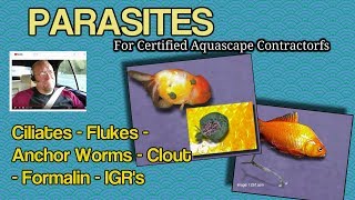 Certified Aquascape Contractors Parasites for Installers  Retailers [upl. by Afatsum663]