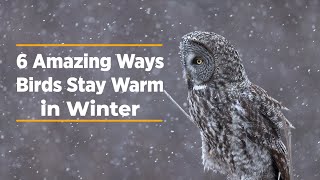 6 Amazing Ways Birds Stay Warm in Winter [upl. by Phipps]