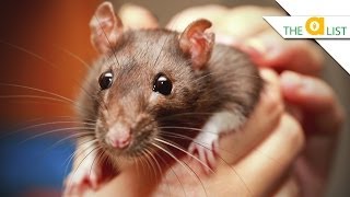 5 Fascinating Facts About Rats [upl. by Cestar118]