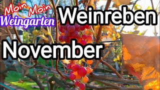 Weinrebe November letzte Trauben Vorbereitung für Veredelung Stecklinge Rückschnitt [upl. by Coralyn]