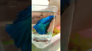 Betta fishvideo guppy exoticguppies aquariumfish [upl. by Kapor]