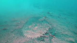 【映像記録】湾内正面右側水深25mでアンコウに遭遇する Goosefish [upl. by Sunil794]