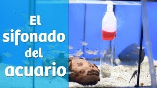 El sifonado 🚿  Mantenimiento del acuario [upl. by Rehpotsrhc178]