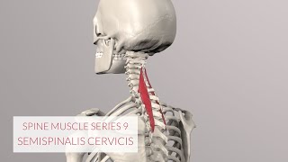 Spine Series Part 9 Neck Muscles Semispinalis Cervicis beware mistake see description [upl. by Airdnax]