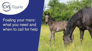 Foaling your Mare what you need and when to call for help [upl. by Paugh742]