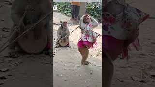 Bandar bandariya ka nach Hansi majak ke video 😄🙆🥱 mohabbatkagamhaimilejitnakamhai 😁🥲🤩 funny [upl. by Olwena]